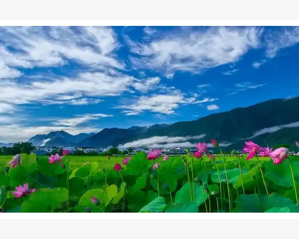 MT4复制买入卖出箭头信号模板保存对象技巧_止损订单的高级用法与注意事项