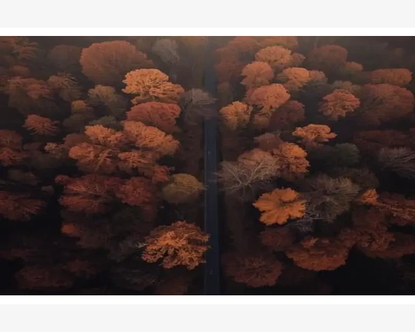 MT4回测建模选哪个最准每个报价精度最高_预设模板让添加指标自动完成